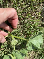 Cucumis melo