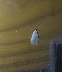 Danielithosia immaculata