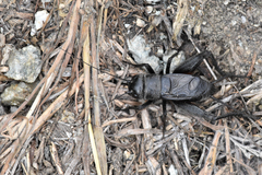 Gryllus saxatilis