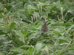 Porphyrio flavirostris