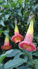 Brugmansia sanguinea