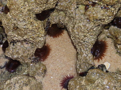 Actinia equina