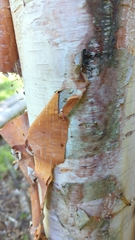 Betula cordifolia