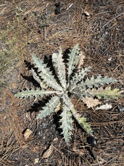 Cirsium occidentale