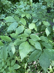 Fraxinus quadrangulata