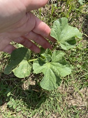 Cucumis melo