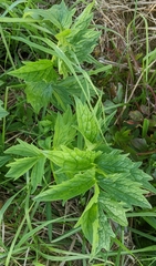 Heracleum sphondylium