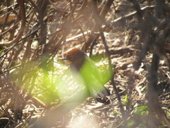 Myioborus brunniceps