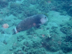 Novaculichthys