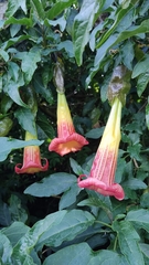 Brugmansia sanguinea
