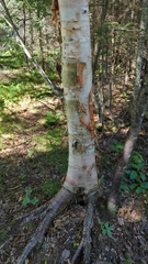 Betula cordifolia