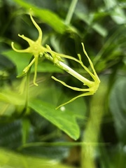 Rytidostylis gracilis