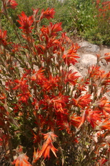 Castilleja applegatei