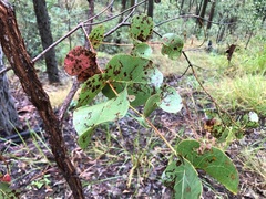 Eucalyptus melanophloia
