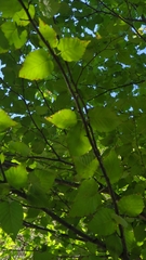 Betula cordifolia