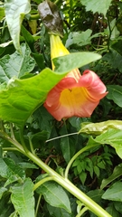 Brugmansia sanguinea