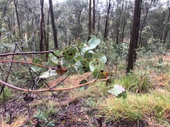 Eucalyptus melanophloia