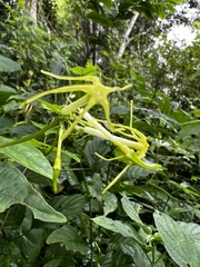 Rytidostylis gracilis