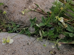 Macroptilium gibbosifolium