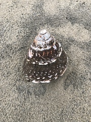Megastraea undosa