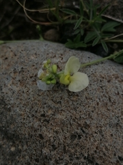 Macroptilium gibbosifolium