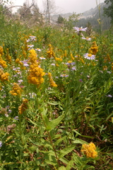 Solidago elongata
