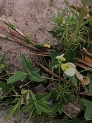 Macroptilium gibbosifolium