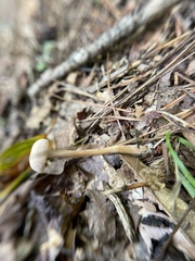 Mycetinis scorodonius