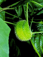 Rytidostylis gracilis