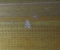 Barsine fuscozonata