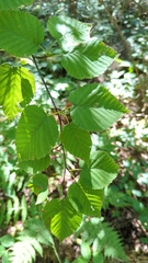 Betula cordifolia
