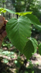 Betula cordifolia