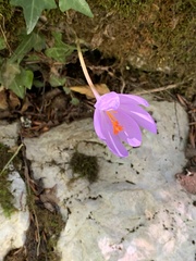 Crocus nudiflorus