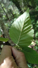 Betula cordifolia