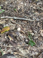 Mycetinis scorodonius