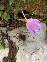 Crocus nudiflorus