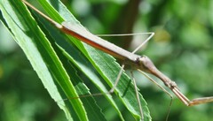 Ranatra quadridentata