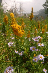 Symphyotrichum spathulatum