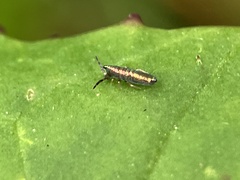 Lepidocyrtus paradoxus