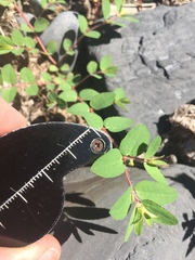 Euphorbia vermiculata