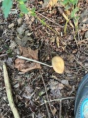 Physalacriaceae