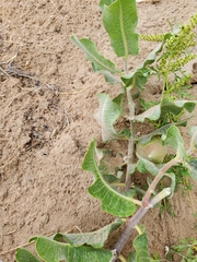 Asclepias arenaria