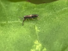 Lepidocyrtus paradoxus