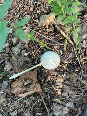 Physalacriaceae