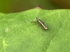 Lepidocyrtus paradoxus