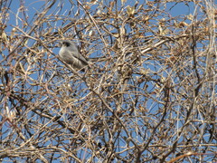 Polioptila dumicola