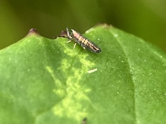 Lepidocyrtus paradoxus