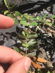 Euphorbia vermiculata