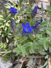 Gentiana newberryi