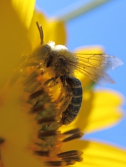 Andrena helianthi